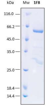 SDS-PAGE analysis (15%) of 4 μL of recombinant 1F8. Purity is > 98% as determined by gel electrophoresis.